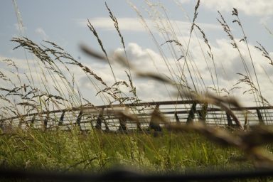 Gräser im Wind vor der Brücke unter einem Wolkenverhangenen Himmel