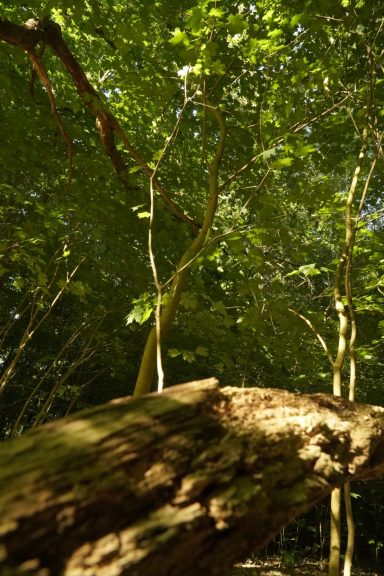 Sonnenlicht trifft auf bewaldeten Abhang im Wald - Spiel aus Licht und Schatten.