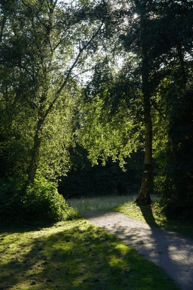 Waldweg mit Lichtdurchbruch zwischen Bäumen