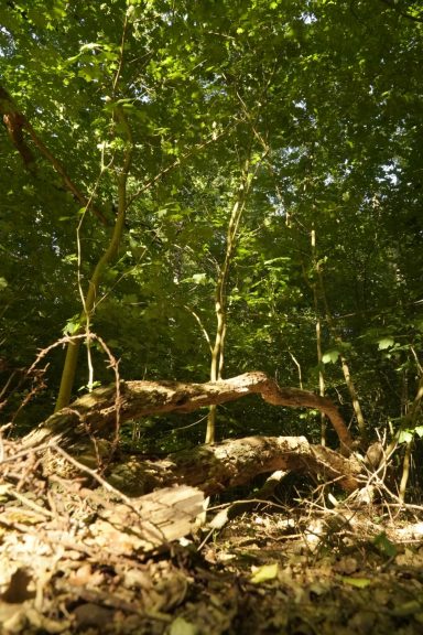 Sonnenlicht fällt auf Baumstämme und Äste in Waldinneren