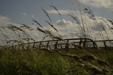 Schilfhalme im Wind vor dem Zaun unter wolkenverhangenen Himmel