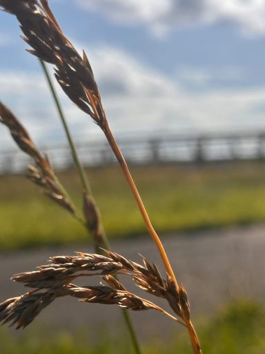 Grashalme im Vordergrund, im Hintergrund eine Brücke unter Wolkenreichen Himmel.